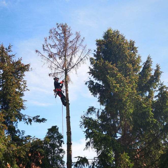 Wycinka drzew, karczowanie, tanio i solidnie