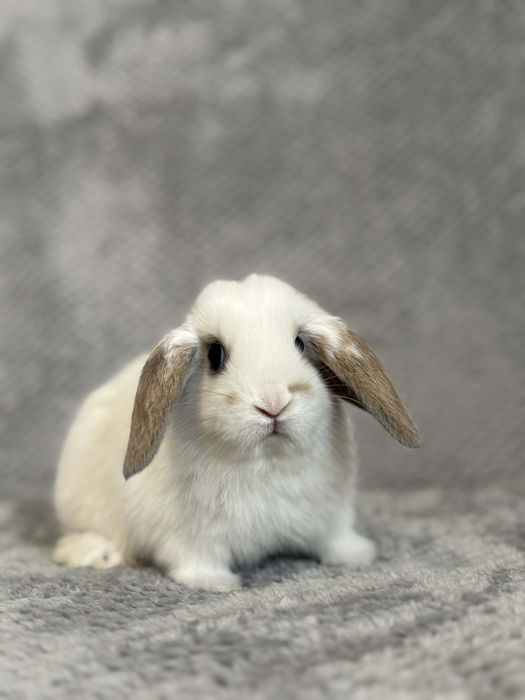 , króliki mini lopki,miniaturki