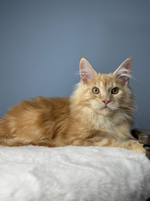 Яркий рыжий мальчик мейн кун 4 месяца крупная линия