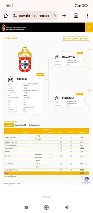 Garanhão disponível para época 2006