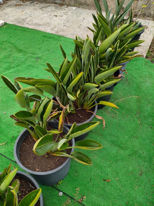 Estrelícia Reginae - planta em vaso