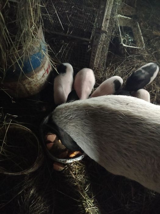 Вьетнамські поросята ,кнур,кабанчик