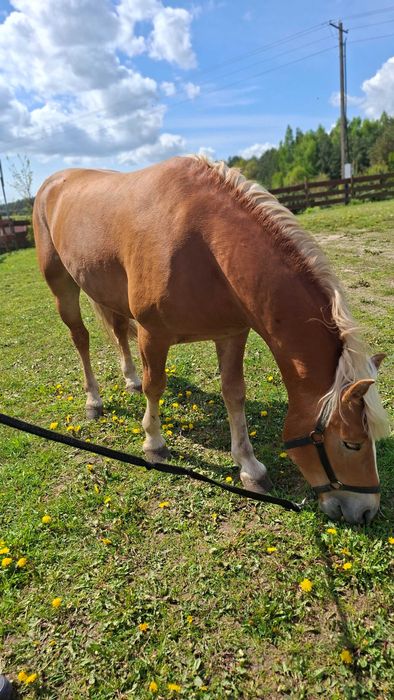 Koń rasy Haflinger