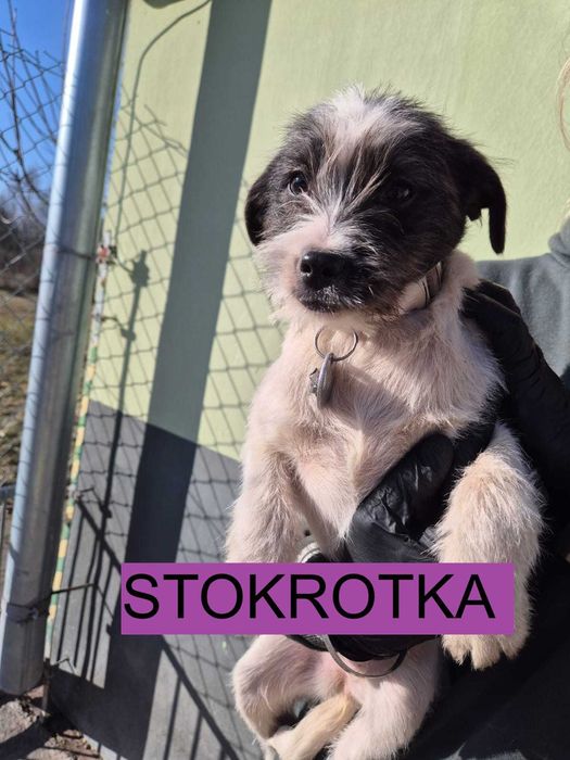 Bez Ciebie nie przeżyją – pomóż uratować maluszki!