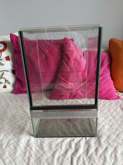 Terrarium patyczaki, pajak, gekon