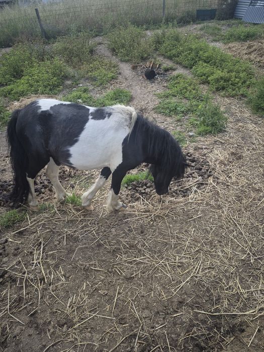 Ponei macho olho azul