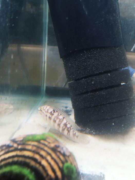 Julidochromis marliera dorosłe para tanganika