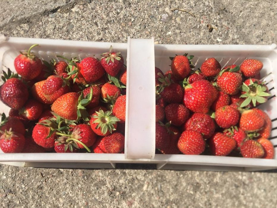 Sprzedam truskawki prosto pola u pani Jadzi z Ornowo 47. Ostatnia plantacja w okolicy Ostródy.