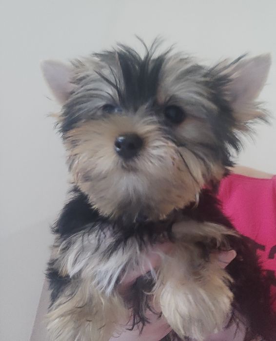 Йорки, 2 мальчика. КСУ.