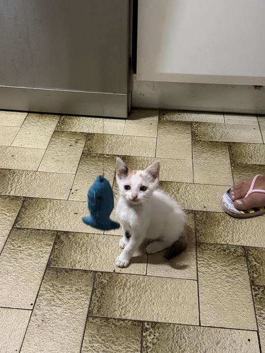 Gatinhas para adoção