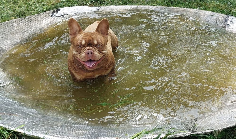 Bulldog francês