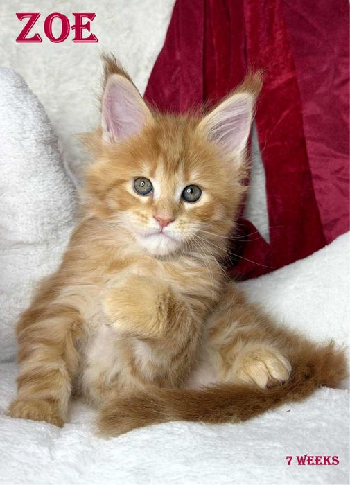 Koteczka maine coon ruda klasyczna   cudowne łagodne olbrzymy