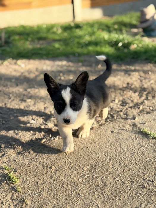 Welsh Corgi Cardigan suczka dziewczynka GOTOWA Do ODBIORU