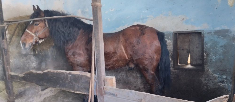 Продам коня, спокійного