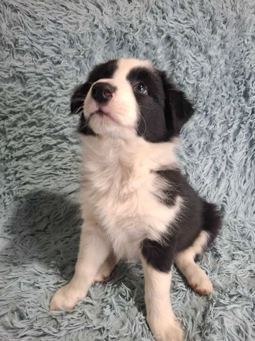 Border Collie Piękny Szczeniak Chłopiec