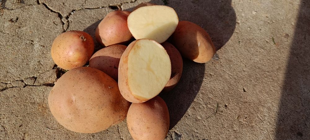 Ziemniaki jadalne Irga