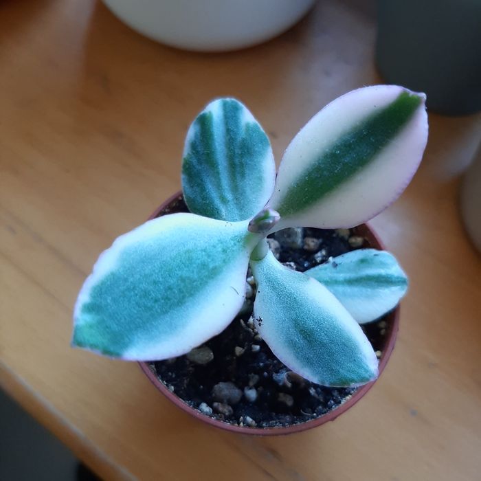 Crassula,  grubosz Tricolor variegata