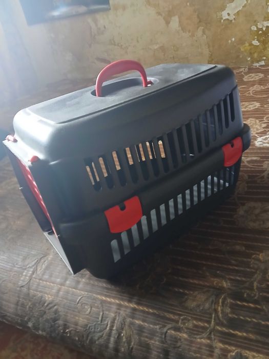 Продам кошку ,,Шотландка золотая шиншила"