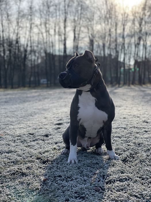 Американський стафордширський терʼєр, АМСТАФФ, AMSTAFF, ВʼЯЗКА!!!