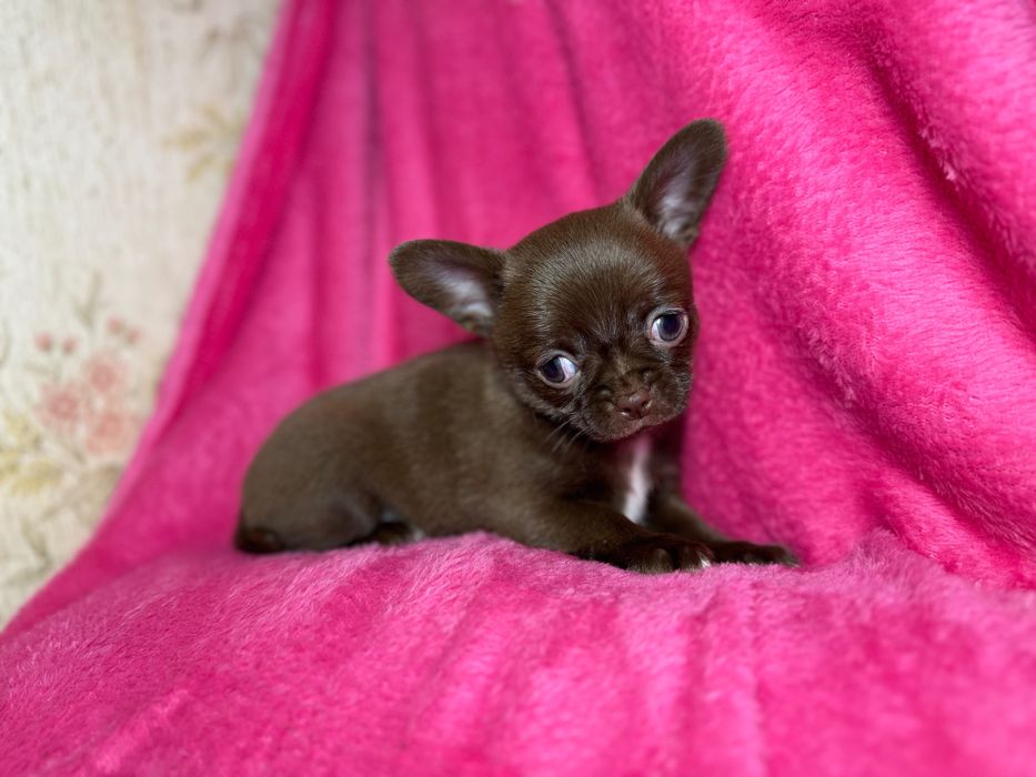 Чихуахуа Мини Стандарт - Мальчик