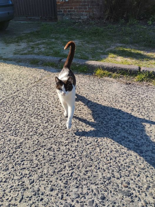 śliczny wysterylizowany kotek