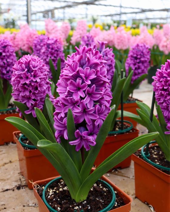 Квіти в горщиках до 14 лютого та 8 березня | ОПТ та РОЗДРІБ