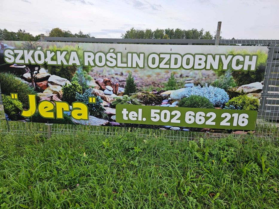 Sosna gorska kosodrzewina