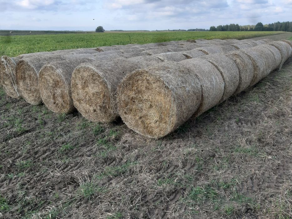 Słoma 125 bele siatka