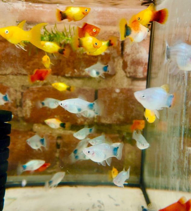 MISIEKZOO Żyworódki - Platynka / Zmienniak Plamisty / Różne odmiany