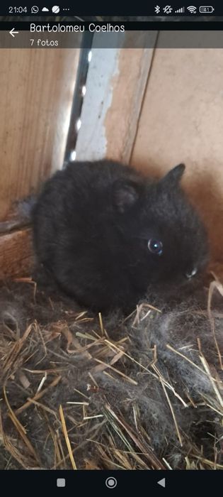 Coelhinhos anões várias raças