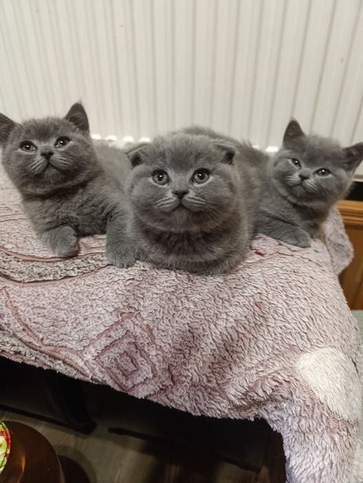 Гарненька парочка шукає люблячу сім'ю!!!