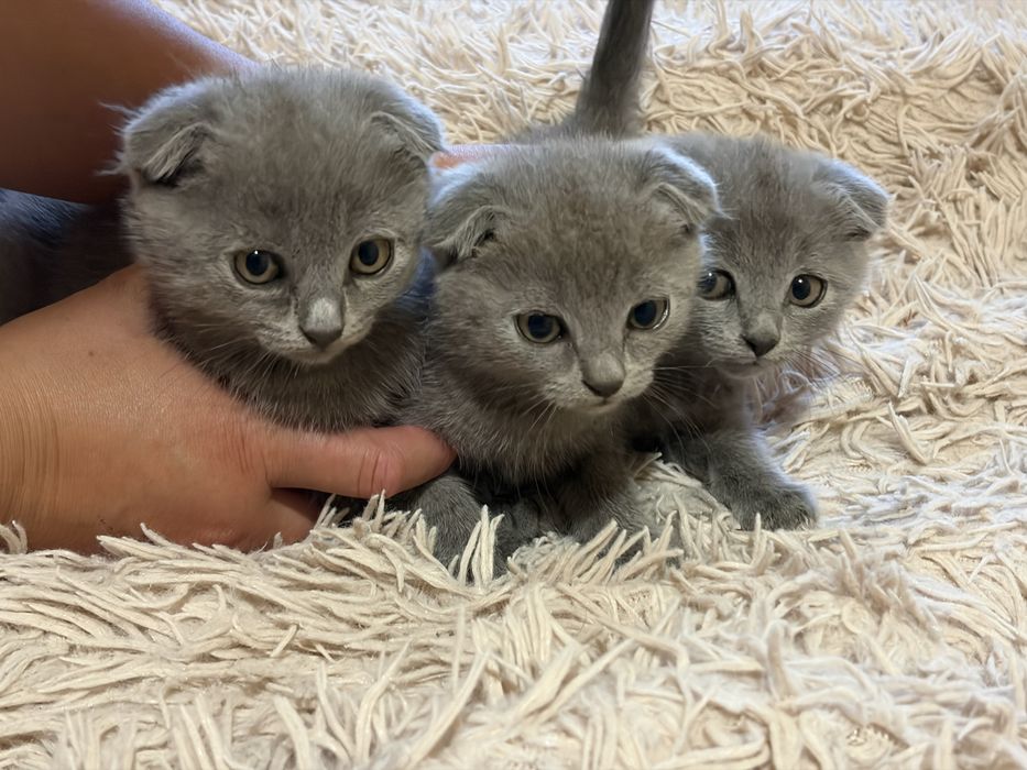 Висловухі кошенята, висловухі котики, кіт висловухий