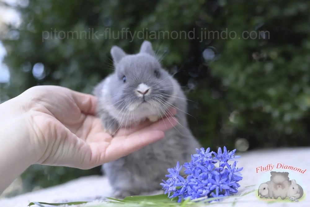 Дівчинка Netherland Dwarf Rabbit (Нідерландський Карликовий Кролик)