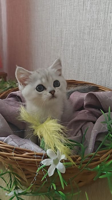 Девочка серебристая шиншилла