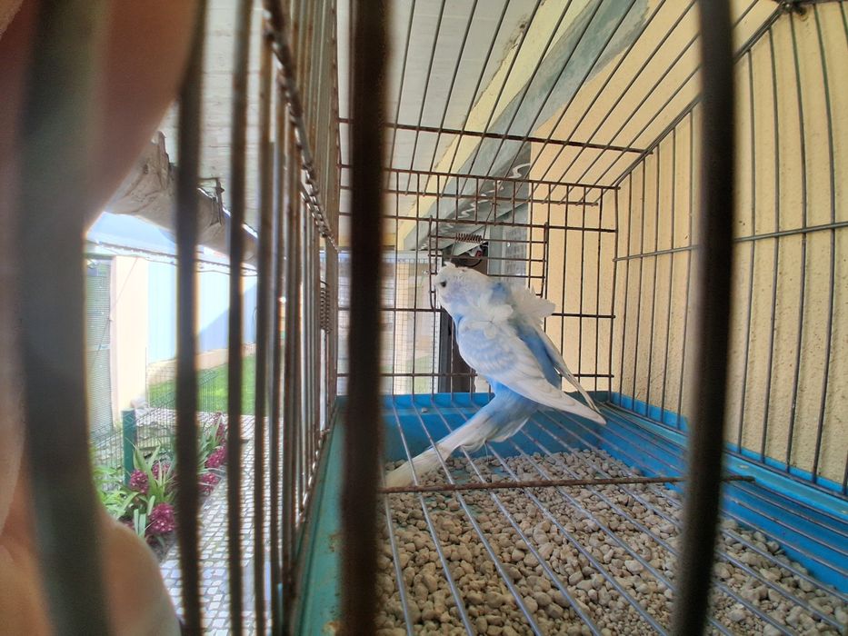 Periquito hagoromo macho