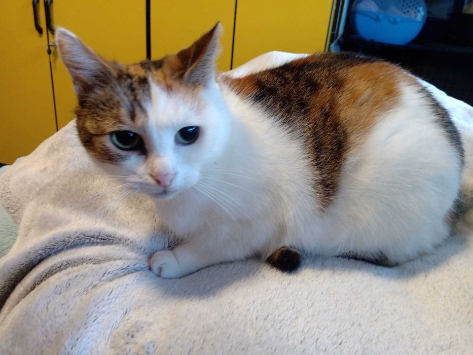 Kotka Łubnianka do adopcji