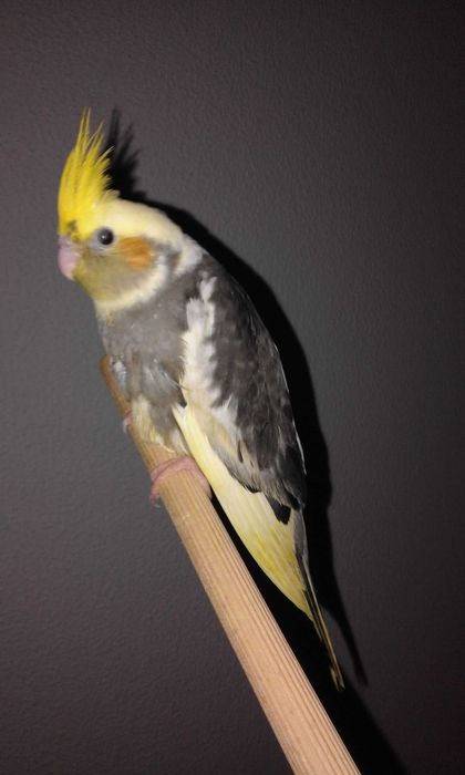 Caturra Independente