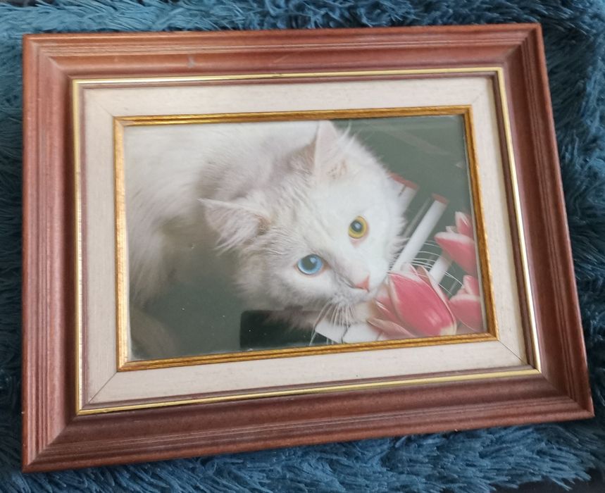 Quadro / moldura de madeira