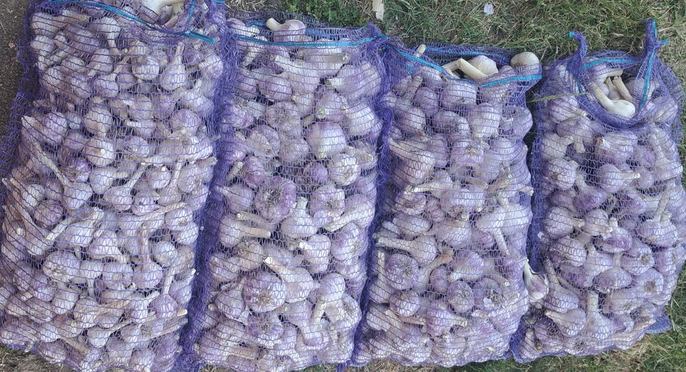Продам часник Любаша і харківський фіолетовий