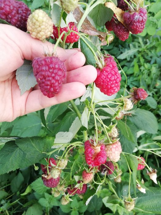 Продам малину джоан джей