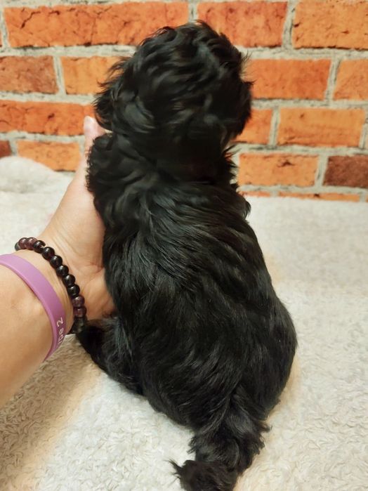 Dziewczynka Shih-tzu
