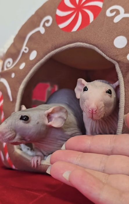 Очаровательные крыски сфинксы