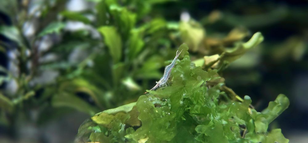 Krewetka caridina gracilirostris pinokio