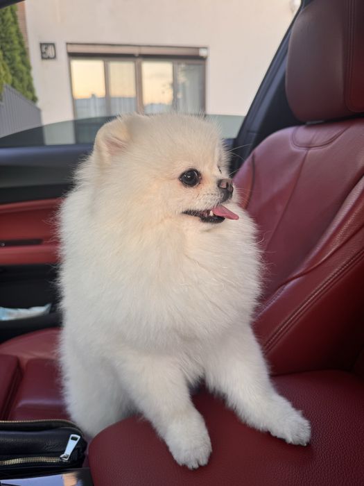 Вязка. Померанский шпиц.