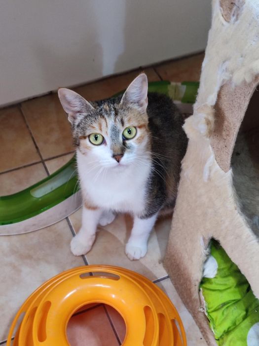 Пристраивает в добрые руки