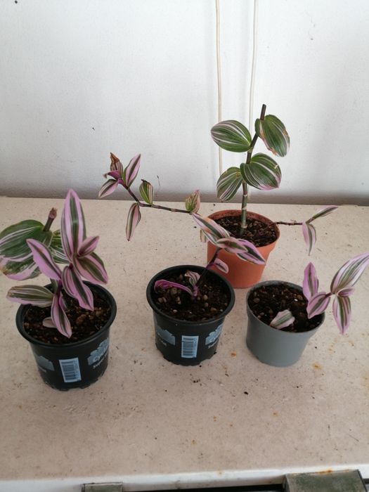 Tradescantia Nanouk ou planta da Felicidade, desde 2€.