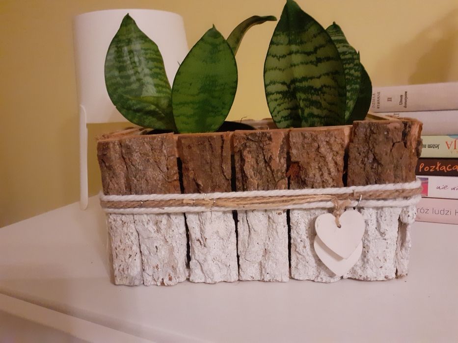 Sansevieria  kwiat doniczkowy 9 zlszt