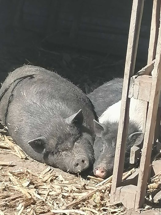 Робочий кнур корейської породи.