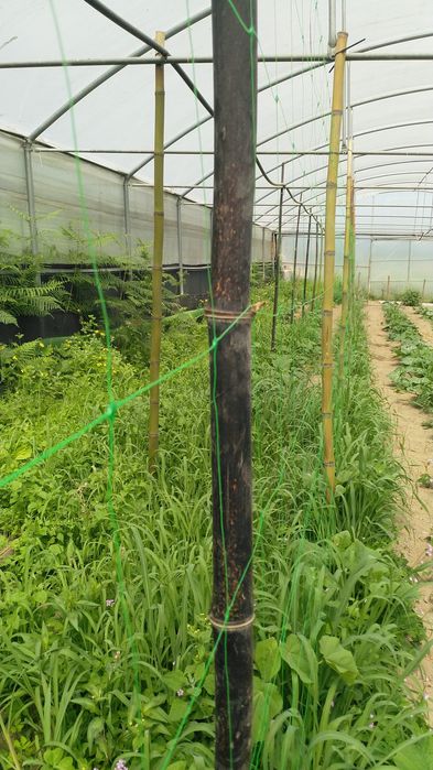 Canas de bambu à medida