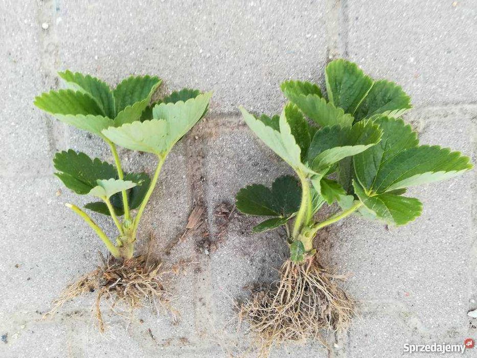 sadzonki truskawek flance truskawka poziomka